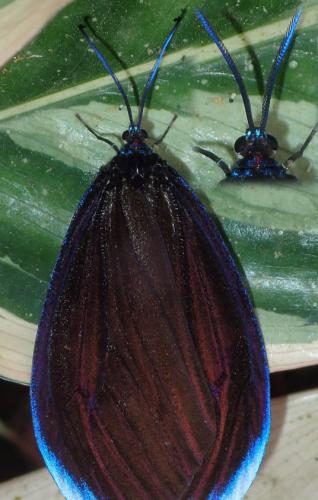 Réf. 288 393 : Pompelon marginata